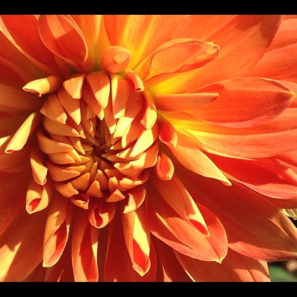 Meet your Posher, Melissa - Picture 4 of 8